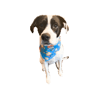 Boo Rugrats Sticker by Geekster Pets