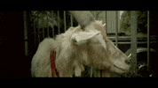 GIF by Random Goat