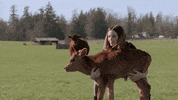 baby animals love GIF by Hallmark Channel