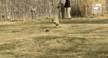 Cats Run GIF by Cincinnati Zoo