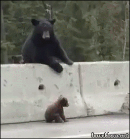bear cub GIF