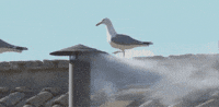 New Pope GIF