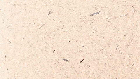 claradonoso28e7a415fe1d4e998e84da4f0e0e72c6 giphyupload GIF