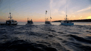 wicked tuna GIF by National Geographic Channel