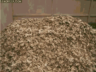 dog fall GIF by Cheezburger