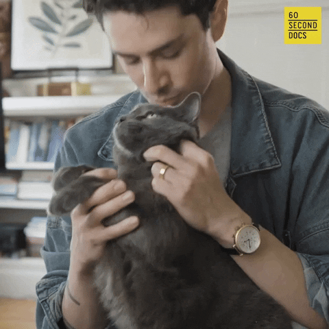 Cats Kitty GIF by 60 Second Docs