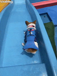 This Corgi Loves Going Down Slides