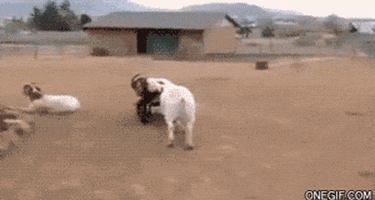 farm animals goats GIF