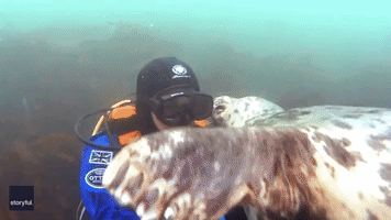 Determined Seal Attempts to Steal Diver's Hood