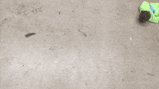 nscad GIF