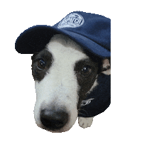 Jack Russell Terrier Sticker by Dispatch Plumbing, Heating & Air Conditioning