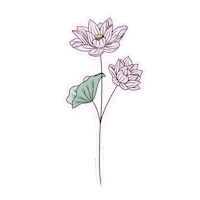 Lotus Flower Sticker