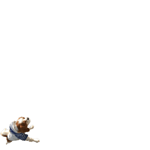 Cavalier King Dog Sticker by RudyLuxor