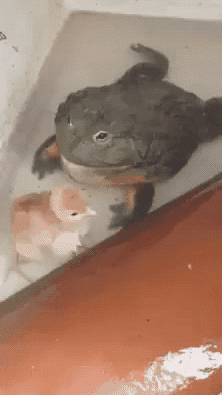 friend frog GIF