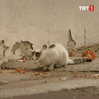 Kim Ne GIF by TRT