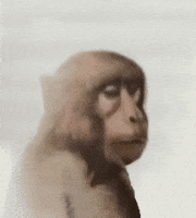 Monkey GIF