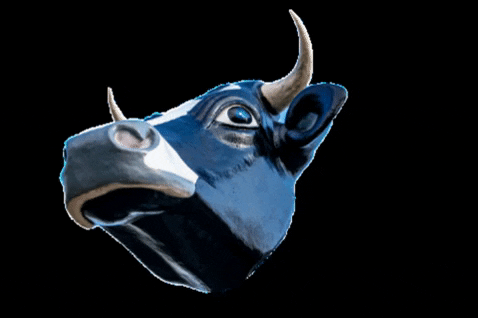 North Dakota Cow GIF by Silly America