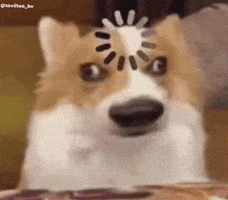 Dogs Follow GIF
