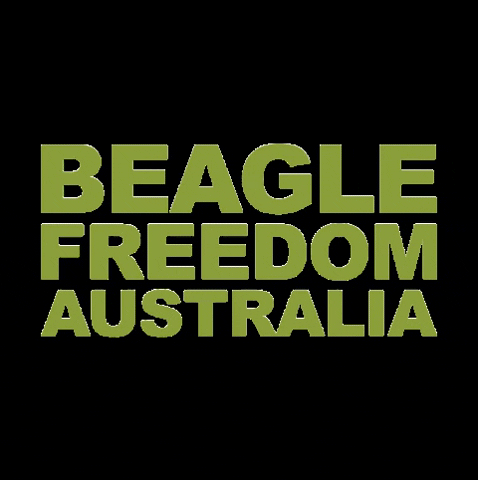 BeagleFreedomAustralia giphygifmaker love cat dog GIF