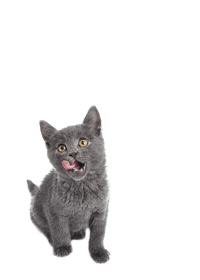 Cat Sticker by Bone & Biscuit