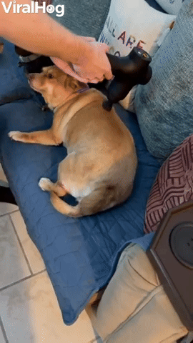 Doggo Loves Massage Therapy Gun