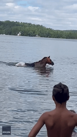 Horse Cools Off in New Hampshire Lake on Hot Summer Day