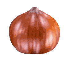 loacker hazelnut wafer loacker Sticker