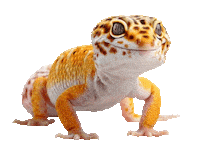 Guinea Pig Love Sticker