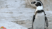 Reading Rainbow Penguin GIF by LeVar Burton Kids