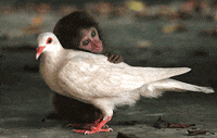 friends monkey GIF