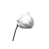 Coton Sticker by Polaar Giphy