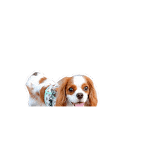 Cavalierkingcharlesspaniel Sticker