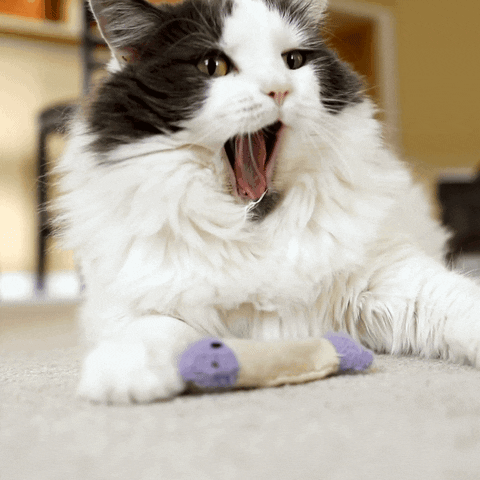 marinapet giphyupload cat yawn marina GIF