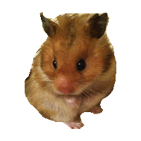 hamsters STICKER by imoji