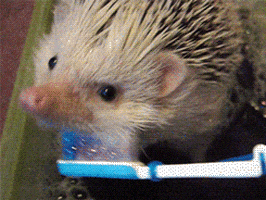 cleaning hedgehogs GIF by Cheezburger