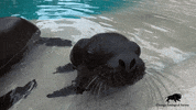 BrookfieldZoo hello baby jump jumping GIF