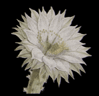 Cactus Cacti GIF by Dr.Soil