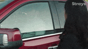 Season 2 Cbc GIF by Strays