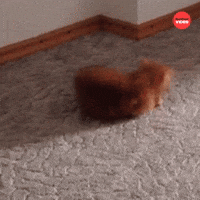 Chasin' Tails