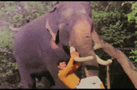 Kannada Karnataka GIF