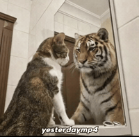 Who Am I Cat GIF