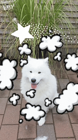 Dog Magic GIF