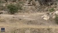 Warthog Escapes as Hunting Leopard Hesitates