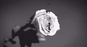 music video GIF by Interscope Records