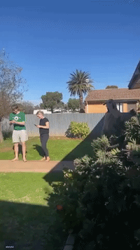Baby Kangaroo Hops Into Pouch of Man's Costume