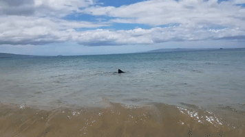 Beachgoers Spot Tiger Shark in Maui Beach