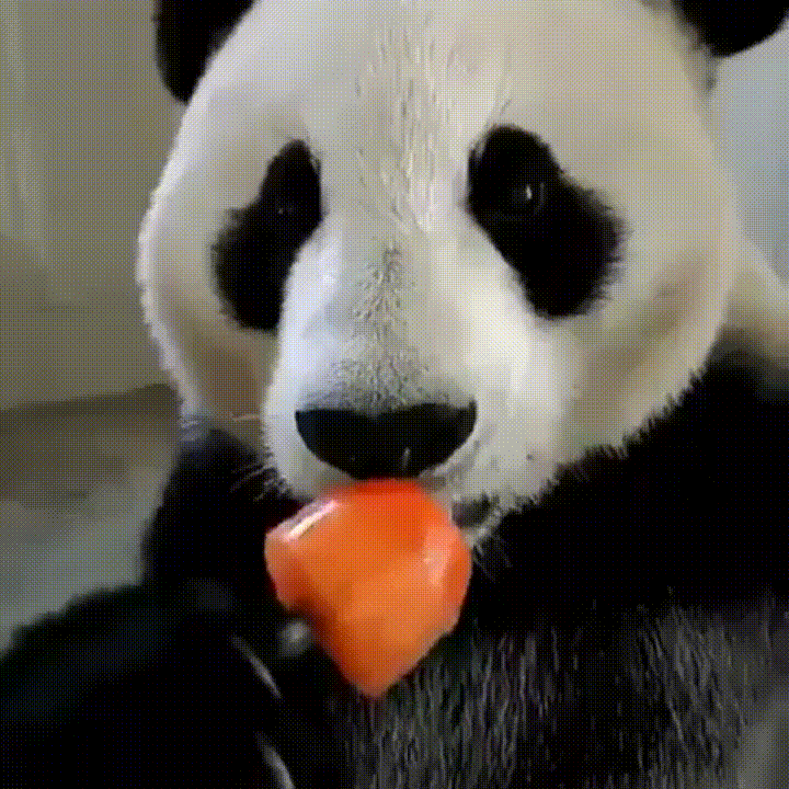 panda popsicle GIF
