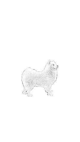 Samoyed Sticker