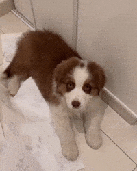 Cute Puppy Berger Australien GIF
