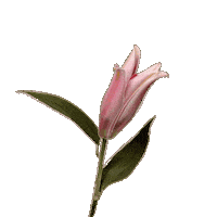 Loop Blooming Sticker